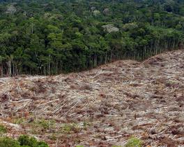 Razbili združbo največjih uničevalcev amazonskega gozda