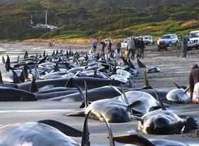 Ob obali Nove Zelandije poginilo 36 kitov pilotov