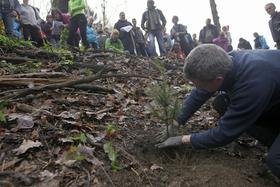 Foto: Za obnovitev gozdov uspešno posadili 28.000 dreves