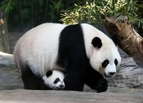 Populacija orjaških divjih pand na Kitajskem občutno narasla