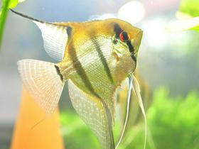 Skalarka - ena najpogostejših rib v sladkovodnih akvarijih