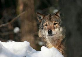 Videti volka v naravi je privilegij, ki se ga moramo veseliti