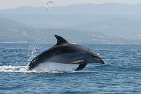 Foto: Delfinji ples v Piranskem zalivu