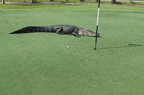 Foto: Golf s štirimetrskim aligatorjem? Na Floridi nič nenavadnega.