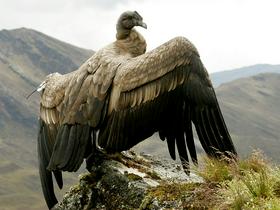 Foto: Kondor - velika ptica, ki ima v naravi čistilno vlogo