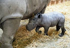 Foto: Po 505 dneh se je mali nosorog opotekel v svet
