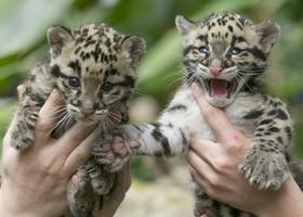 Foto: Dimasta leopardja mladička - tako redka in posebna 