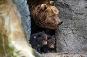Rjavi medvedi običajno zimsko spanje začnejo konec novembra in se na prostem ne prikažejo vse do začetka aprila. (Foto - EPA)