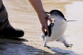 Foto: Dan, posvečen zibajočim se pticam - pingvinom