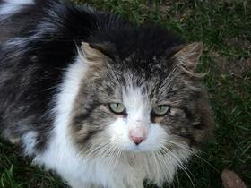 Pogrešana žival: Maček Cofko (Zgornje Prapreče)