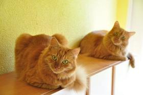 Posvojite žival: mačja bratec in sestrica iščeta skupen dom
