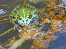 Mesec maj je čas regljanja in razmnoževanja zelenih žab