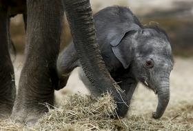 Foto: Mala slonica, nova ljubljenka belgijskega živalskega vrta