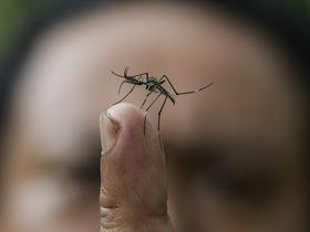 Komarji za številne golazen, a so pomemben del ekosistema