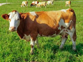 Pri kravi z Dolenjske potrdili bolezen norih krav