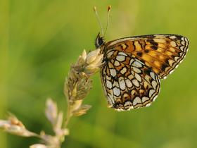 V Kozjanskem parku živi več kot tretjina vseh vrst dnevnih metuljev v Sloveniji