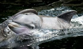 Poldrugo desetletje proučevanja delfinov v slovenskem morju