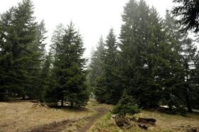 Gozdovi so lani poraščali več kot 58 odstotkov Slovenije