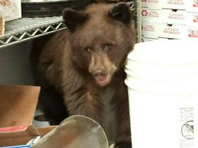 Medvedek v Koloradu za počitek izbral kar polico v piceriji
