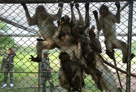 Foto: Poredne opice se morajo preseliti drugam