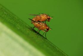 Vinske mušice - eden najpomembnejših modelov v genetiki