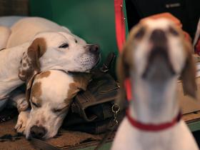 Angleški pointer - lovski pes, ki ga izkoriščajo in žrtvujejo v Španiji