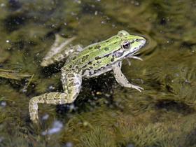 Kam izginejo žabe jeseni? Umaknejo se in hibernirajo.