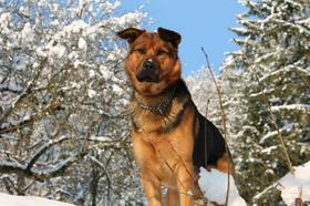 Pogrešana žival: pes Thor (okolica Kamnika)