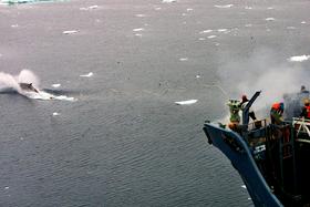 Japonska bo nadaljevala sporni kitolov na Antarktiki