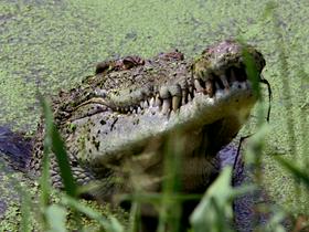 V Avstraliji obilno deževje v urbano okolje naplavilo krokodile