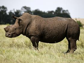 Nosorogi so zaradi divjega lova postali ena izmed najbolj ogroženih živalskih vrst. (Foto - Reuters)