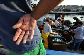 Najslabše stanje v Sredozemlju je s plavimi ribami, zlasti s sardelami in sardoni. (Foto - BoBo)