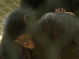 Na obisku pri mali šimpanzinji Leoni