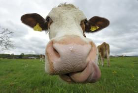 Slovenija bo morala cepiti 630.000 glav goveda in drobnice