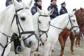 Policija dobila štiri nove konje, dela brez njih si ne morejo predstavljati