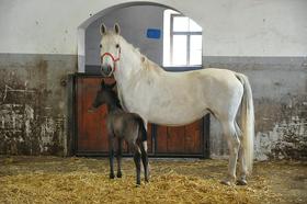 Prvi letošnji žrebiček v Kobilarni Lipica