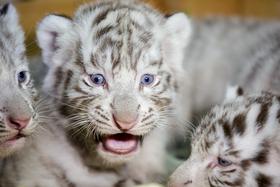 Foto: Prisrčni mladički bengalskega tigra osvajajo svet