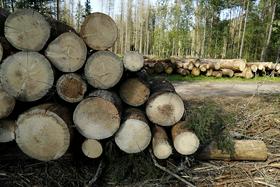 Na slovenjgraški licitaciji lesa za hlod gorskega javorja 18.000 evrov