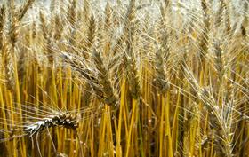 V Pomurju pričakujejo za 30 odstotkov manj pridelka pšenice glede na lani