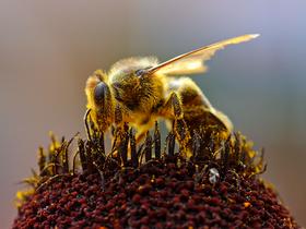 EU ščiti čebele: Prepoved uporabe treh pesticidov