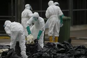 Na Kitajskem potrdili prvi primer virusa ptičje gripe H7N4 pri človeku