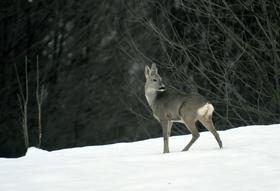 Lovska zveza naproša lastnike psov, naj ljubljenčke po gozdu sprehajajo na povodcu