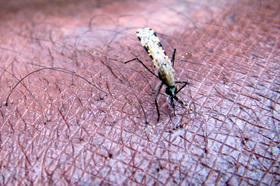 Paragvaj je kot prva ameriška država po Kubi uradno izkoreninil malarijo