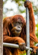 Poginila Puan, najstarejša orangutanka na svetu
