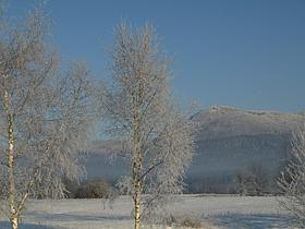 Zima