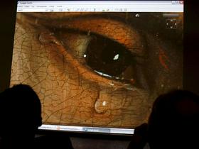 Google Earth, Rogier van der Weyden