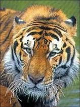 Kitajski tiger