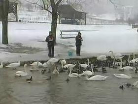 Hranjenje labodov
