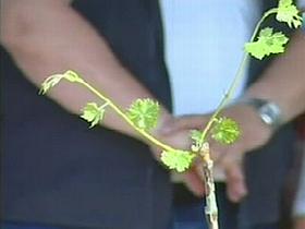 Potomka trte