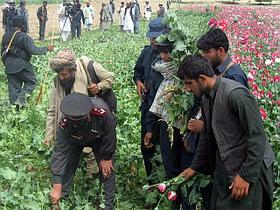 Makovo polje v Afganistanu